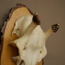 Altezza delle corna di daino: 38 cm. Corna di daino su base di betulla 72.559