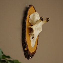 Altezza delle corna di daino: 38 cm. Corna di daino su base di betulla 72.559