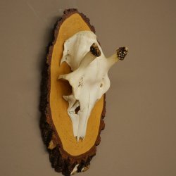 Altezza delle corna di daino: 38 cm. Corna di daino su base di betulla 72.559