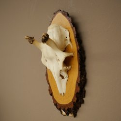 Altezza delle corna di daino: 38 cm. Corna di daino su base di betulla 72.559