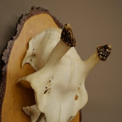 Altezza delle corna di daino: 38 cm. Corna di daino su base di betulla 72.559