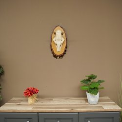 Altezza delle corna di daino: 38 cm. Corna di daino su base di betulla 72.559