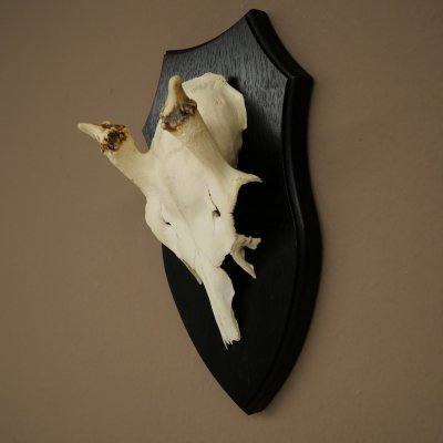 Fallow Deer Antlers, Height 31 cm, Fallow Deer Antlers on a Trophy Shield 72,560