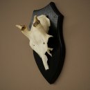 Altezza delle corna di daino: 31 cm. Corna di daino su...
