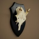 Altezza delle corna di daino: 31 cm. Corna di daino su...