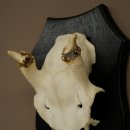 Fallow Deer Antlers, Height 31 cm, Fallow Deer Antlers on a Trophy Shield 72,560