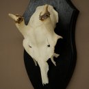 Fallow Deer Antlers, Height 31 cm, Fallow Deer Antlers on a Trophy Shield 72,560