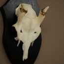 Fallow Deer Antlers, Height 31 cm, Fallow Deer Antlers on a Trophy Shield 72,560