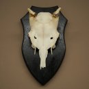 Fallow Deer Antlers, Height 31 cm, Fallow Deer Antlers on a Trophy Shield 72,560