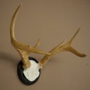 Weisswedel-hertengewei op trofeeschild, hoogte 26 cm