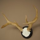 Weisswedel-hertengewei op trofeeschild, hoogte 26 cm