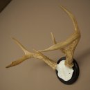 Weisswedel-hertengewei op trofeeschild, hoogte 26 cm