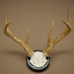 Weisswedel-hertengewei op trofeeschild, hoogte 26 cm