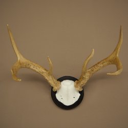Weisswedel-hertengewei op trofeeschild, hoogte 26 cm