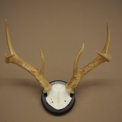 Weisswedel-hertengewei op trofeeschild, hoogte 26 cm
