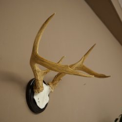 Weisswedel-hertengewei op trofeeschild, hoogte 26 cm