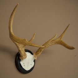 Weisswedel-hertengewei op trofeeschild, hoogte 26 cm
