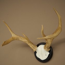 Weisswedel-hertengewei op trofeeschild, hoogte 26 cm