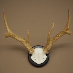 Weisswedel-hertengewei op trofeeschild, hoogte 26 cm