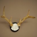 Weisswedel-hertengewei op trofeeplaat, hoogte 26 cm 76,25