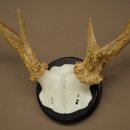 Weisswedel-hertengewei op trofeeplaat, hoogte 26 cm 76,25