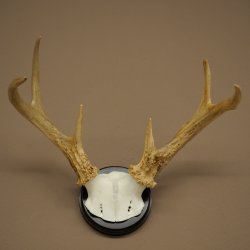 Weisswedel-hertengewei op trofeeplaat, hoogte 26 cm 76,25