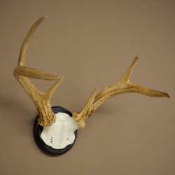 Weisswedel-hertengewei op trofeeplaat, hoogte 26 cm 76,25