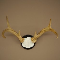 Weisswedel-hertengewei op trofeeplaat, hoogte 26 cm 76,25