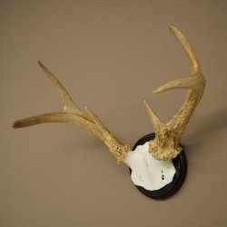Weisswedel-hertengewei op trofeeplaat, hoogte 26 cm 76,25