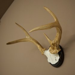Weisswedel-hertengewei op trofeeplaat, hoogte 26 cm 76,25
