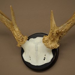 Weisswedel-hertengewei op trofeeplaat, hoogte 26 cm 76,25