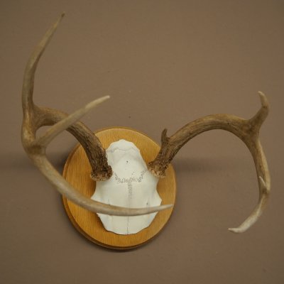 Weisswedel-hertengewei op trofeeplaat, hoogte 22 cm 76.26