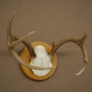 Weisswedel-hertengewei op trofeeplaat, hoogte 22 cm 76.26