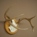 Weisswedel-hertengewei op trofeeplaat, hoogte 22 cm 76.26