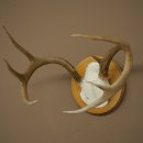 Weisswedel-hertengewei op trofeeplaat, hoogte 22 cm 76.26