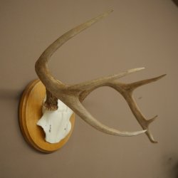 Weisswedel-hertengewei op trofeeplaat, hoogte 22 cm 76.26