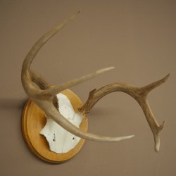 Weisswedel-hertengewei op trofeeplaat, hoogte 22 cm 76.26