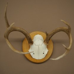 Weisswedel-hertengewei op trofeeplaat, hoogte 22 cm 76.26