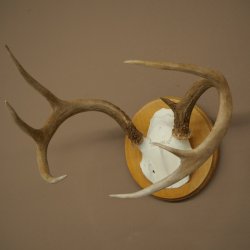 Weisswedel-hertengewei op trofeeplaat, hoogte 22 cm 76.26