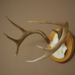 Weisswedel-hertengewei op trofeeplaat, hoogte 22 cm 76.26