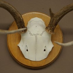Weisswedel-hertengewei op trofeeplaat, hoogte 22 cm 76.26