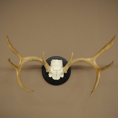 Weisswedel-hertengewei op trofeeschild, hoogte 28 cm 76,27