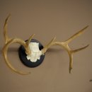 Weisswedel-hertengewei op trofeeschild, hoogte 28 cm 76,27