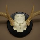 Weisswedel-hertengewei op trofeeschild, hoogte 28 cm 76,27