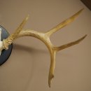 Weisswedel-hertengewei op trofeeschild, hoogte 28 cm 76,27