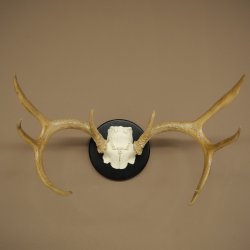 Weisswedel-hertengewei op trofeeschild, hoogte 28 cm 76,27