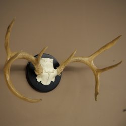 Weisswedel-hertengewei op trofeeschild, hoogte 28 cm 76,27
