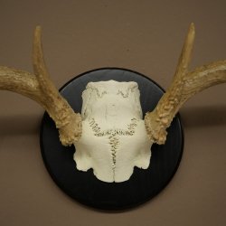 Weisswedel-hertengewei op trofeeschild, hoogte 28 cm 76,27