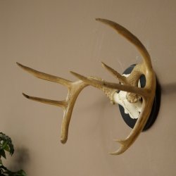 Weisswedel-hertengewei op trofeeschild, hoogte 28 cm 76,27