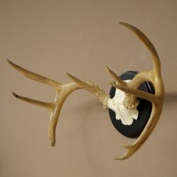 Weisswedel-hertengewei op trofeeschild, hoogte 28 cm 76,27